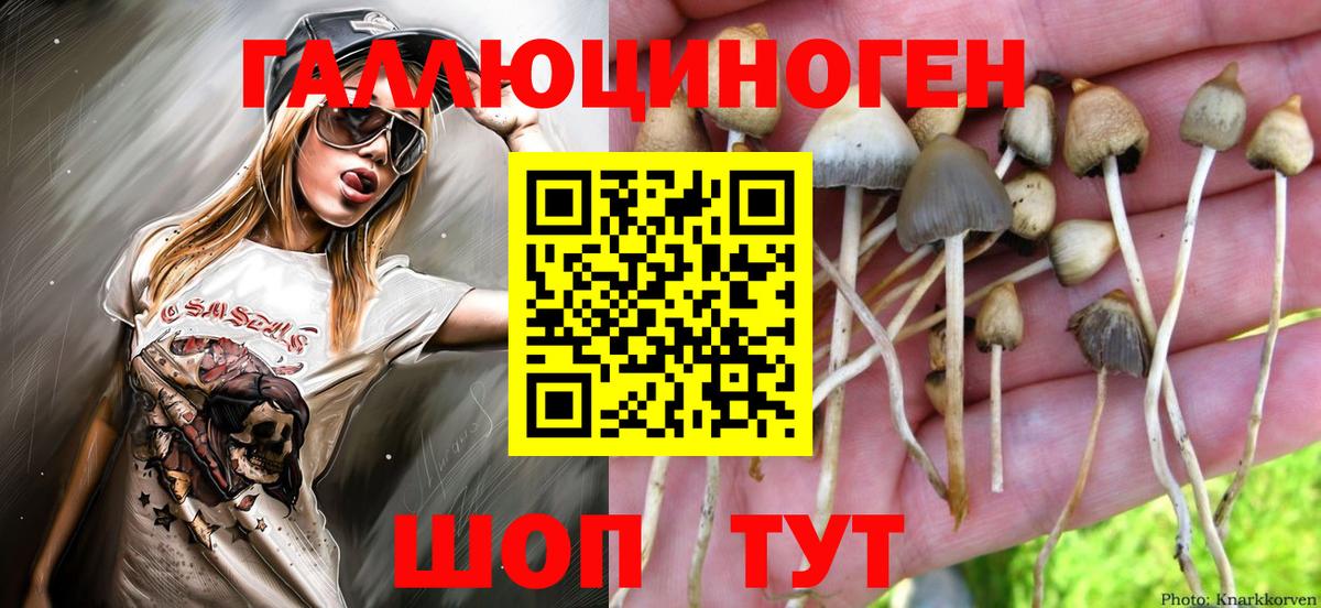 Галлюциногенные грибы GOLDEN TEACHER  где найти   Шарыпово  Вход с VPN  Псилоцибиновые грибы GOLDEN TEACHER 